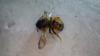 Osmia bicornis